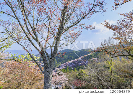 櫻花盛開的世界遺產,清晨的吉野山 櫻花盛開的世界遺產,清晨的吉野山 120664879