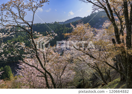 World heritage site in full bloom of cherry blossoms, Mt. Yoshino in the early morning World heritage site in full bloom of cherry blossoms, Mt. Yoshino in the early morning 120664882