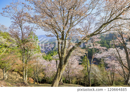 World heritage site in full bloom of cherry blossoms, Mt. Yoshino in the early morning 120664885