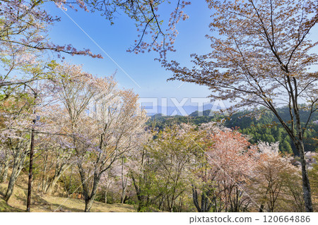 櫻花盛開的世界遺產,清晨的吉野山 櫻花盛開的世界遺產,清晨的吉野山 120664886
