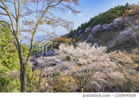 World heritage site in full bloom of cherry blossoms, Mt. Yoshino in the early morning 120664889