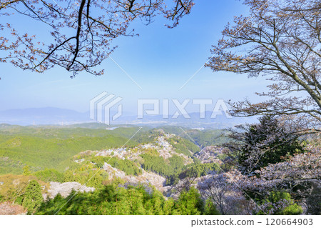 櫻花盛開的世界遺產，清晨的吉野山 120664903