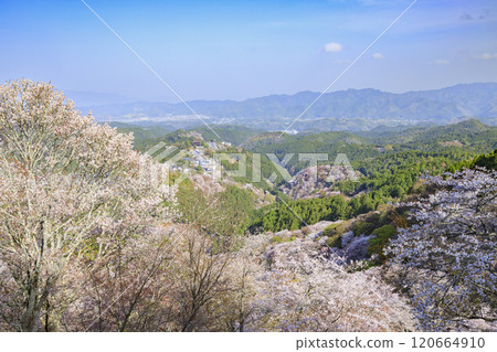 櫻花盛開的世界遺產,清晨的吉野山 櫻花盛開的世界遺產,清晨的吉野山 120664910