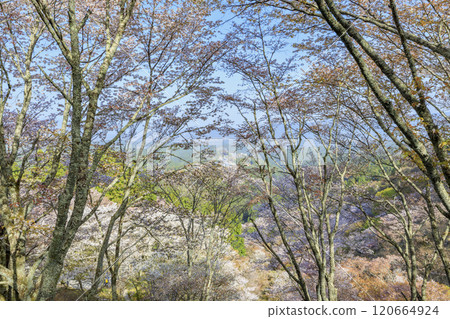 櫻花盛開的世界遺產,清晨的吉野山 櫻花盛開的世界遺產,清晨的吉野山 120664924