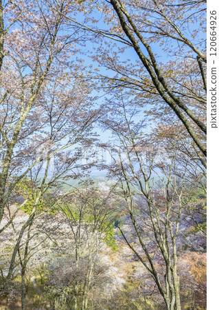 櫻花盛開的世界遺產,清晨的吉野山 櫻花盛開的世界遺產,清晨的吉野山 120664926