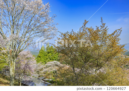 櫻花盛開的世界遺產,清晨的吉野山 櫻花盛開的世界遺產,清晨的吉野山 120664927