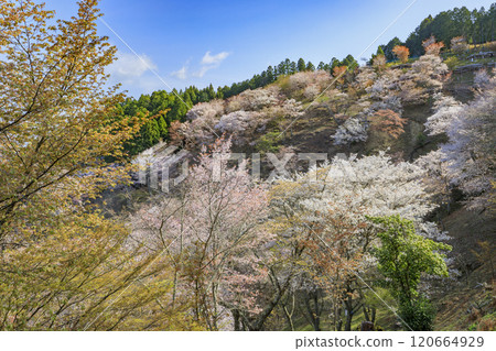 World heritage site in full bloom of cherry blossoms, Mt. Yoshino in the early morning World heritage site in full bloom of cherry blossoms, Mt. Yoshino in the early morning 120664929
