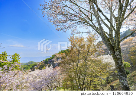 World heritage site in full bloom of cherry blossoms, Mt. Yoshino in the early morning 120664930