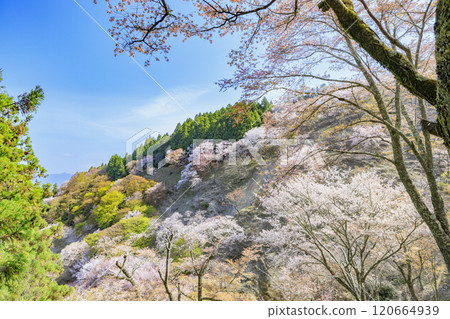 World heritage site in full bloom of cherry blossoms, Mt. Yoshino in the early morning World heritage site in full bloom of cherry blossoms, Mt. Yoshino in the early morning 120664939