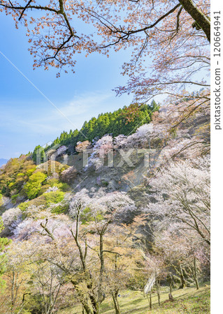 櫻花盛開的世界遺產,清晨的吉野山 櫻花盛開的世界遺產,清晨的吉野山 120664941
