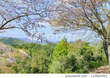 櫻花盛開的世界遺產,清晨的吉野山 櫻花盛開的世界遺產,清晨的吉野山 120664942