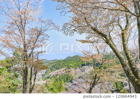 櫻花盛開的世界遺產，清晨的吉野山 120664943