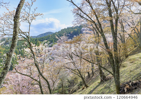 櫻花盛開的世界遺產，清晨的吉野山 120664946