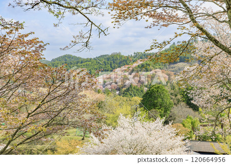 World heritage site in full bloom of cherry blossoms, Mt. Yoshino in the early morning World heritage site in full bloom of cherry blossoms, Mt. Yoshino in the early morning 120664956