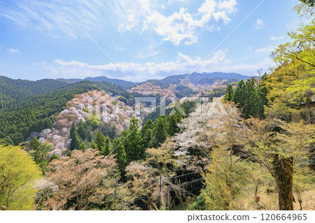 櫻花盛開的世界遺產,清晨的吉野山 櫻花盛開的世界遺產,清晨的吉野山 120664965