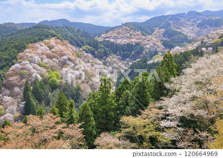 World heritage site in full bloom of cherry blossoms, Mt. Yoshino in the early morning 120664969