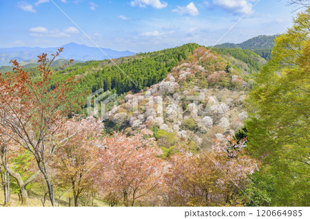 World heritage site in full bloom of cherry blossoms, Mt. Yoshino in the early morning 120664985