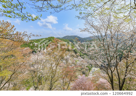 World heritage site in full bloom of cherry blossoms, Mt. Yoshino in the early morning World heritage site in full bloom of cherry blossoms, Mt. Yoshino in the early morning 120664992