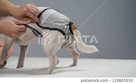 Caucasian woman puts panties on a dog. 120665030
