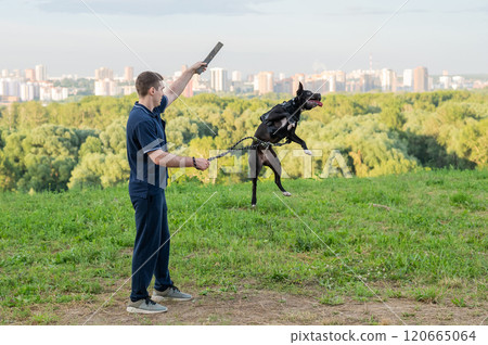 Pit bull terrier jumps for a stick. Guy training a dog.  120665064