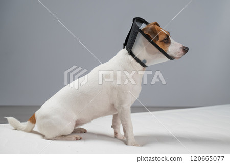 Jack Russell Terrier dog in a cone collar after surgery on the bed. Jack Russell Terrier dog in a cone collar after surgery on the bed. 120665077