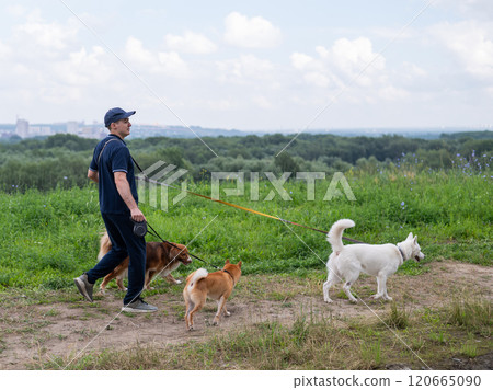 A Caucasian man walks with three dogs. Dog walker. 120665090
