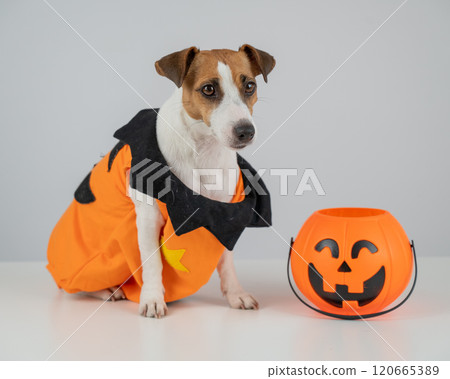 Jack Russell Terrier dog dressed as pumpkin next to candy basket on Halloween. Jack Russell Terrier dog dressed as pumpkin next to candy basket on Halloween. 120665389