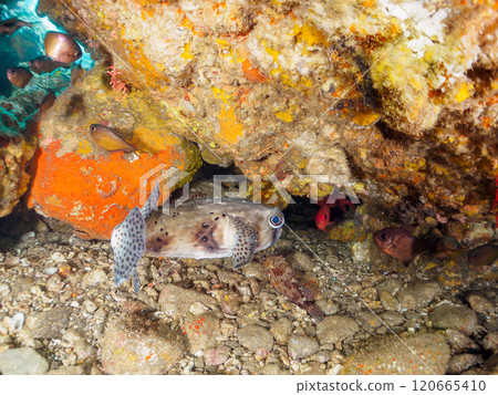 Beautiful Ishigaki pufferfish, Namimatsukasa, Gomahikinto, Minamihatanpo and others in the underwater cave. Nakagi Hirizo Beach Beautiful Ishigaki pufferfish, Namimatsukasa, Gomahikinto, Minamihatanpo and others in the underwater cave. Nakagi Hirizo Beach 120665410