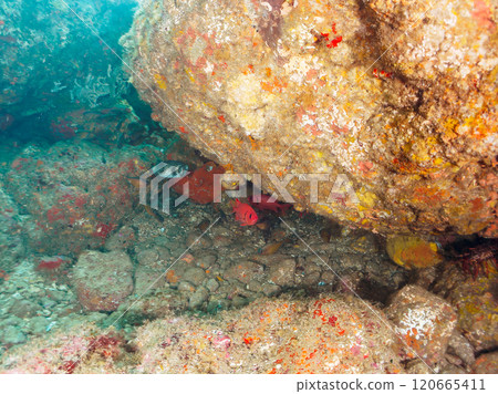 Beautiful Ishigaki pufferfish, Namimatsukasa, Gomahikinto, Minamihatanpo and others in the underwater cave. Nakagi Hirizo Beach 120665411
