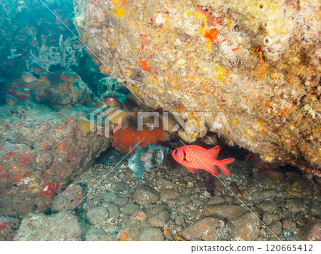 Beautiful Ishigaki pufferfish, Namimatsukasa, Gomahikinto, Minamihatanpo and others in the underwater cave. Nakagi Hirizo Beach 120665412
