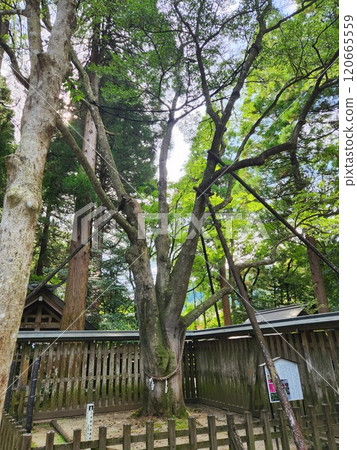Amaneiwado神社 120665559
