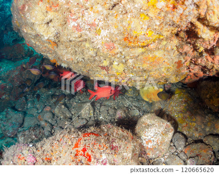 Beautiful Japanese sea bass, Japanese stingray, and other fish found in the underwater cave at Nakagi Hirizo Beach in Minamiizu Town, Kamo District. 120665620