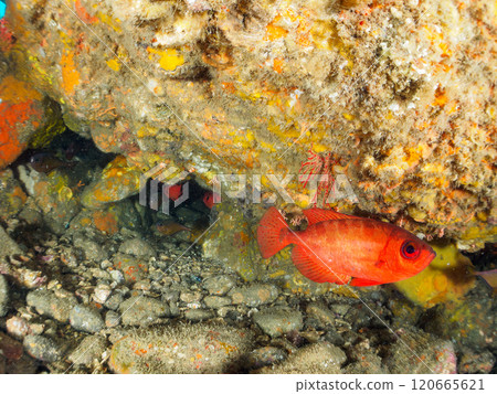 Beautiful Japanese sea bass, Japanese stingray, and other fish found in the underwater cave at Nakagi Hirizo Beach in Minamiizu Town, Kamo District. Beautiful Japanese sea bass, Japanese stingray, and other fish found in the underwater cave at Nakagi Hirizo Beach in Minamiizu Town, Kamo District. 120665621