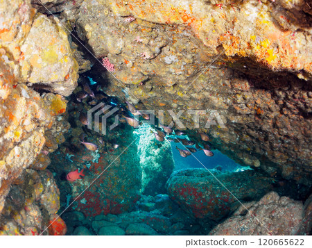 Beautiful Japanese sea bass, Japanese stingray, and other fish found in the underwater cave at Nakagi Hirizo Beach in Minamiizu Town, Kamo District. 120665622