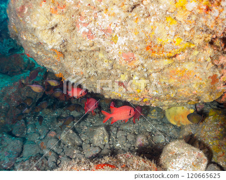 Beautiful Japanese sea bass, Japanese stingray, and other fish found in the underwater cave at Nakagi Hirizo Beach in Minamiizu Town, Kamo District. Beautiful Japanese sea bass, Japanese stingray, and other fish found in the underwater cave at Nakagi Hirizo Beach in Minamiizu Town, Kamo District. 120665625