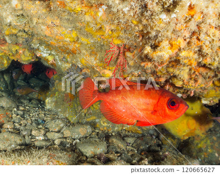 Beautiful Japanese sea bass, Japanese stingray, and other fish found in the underwater cave at Nakagi Hirizo Beach in Minamiizu Town, Kamo District. 120665627
