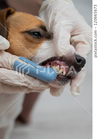 A vet is cleaning the teeth of a Jack Russell Terrier. Vertical photo. A vet is cleaning the teeth of a Jack Russell Terrier. Vertical photo. 120665673