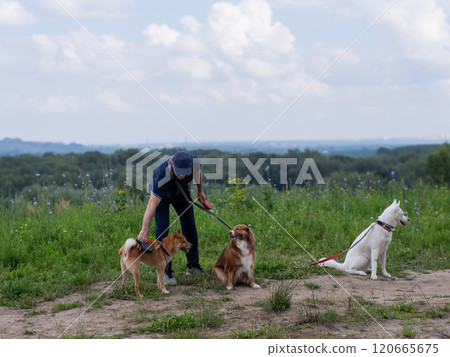 A Caucasian man walks with three dogs. Dog walker. A Caucasian man walks with three dogs. Dog walker. 120665675