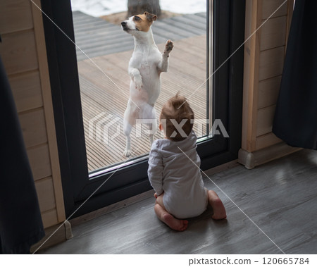The dog stands at the patio window and asks to go inside the house to the baby boy.  120665784