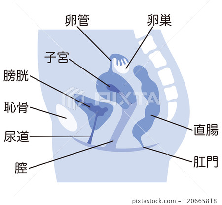 Uterus, cross section of female reproductive system, gynecology, medical 120665818