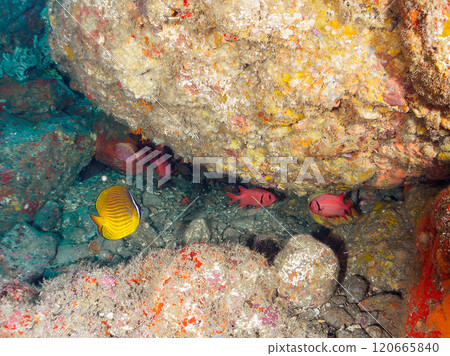 Beautiful sesame-finned ibis, Japanese bush warblers, southern spotted hawk moths, butterflyfish, and others in the underwater cave Hirizo Beach 120665840