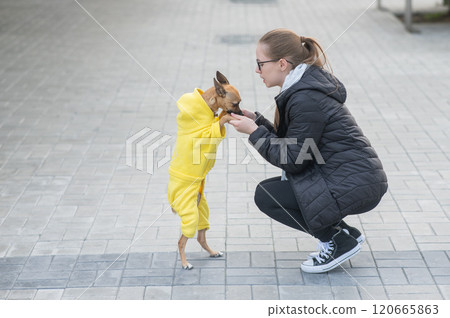 Young Caucasian woman in a jacket walks with a small dog in overalls.  120665863