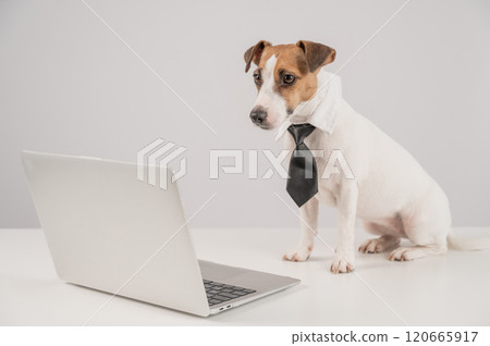 Jack Russell Terrier dog in a tie working on a laptop on a white background. Jack Russell Terrier dog in a tie working on a laptop on a white background. 120665917