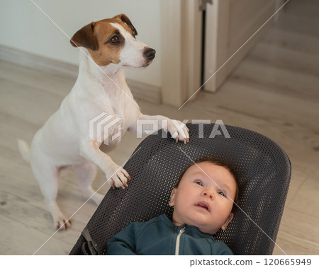 A dog rocks a cute three month old boy dressed in a blue onesie in a baby bouncer.  120665949