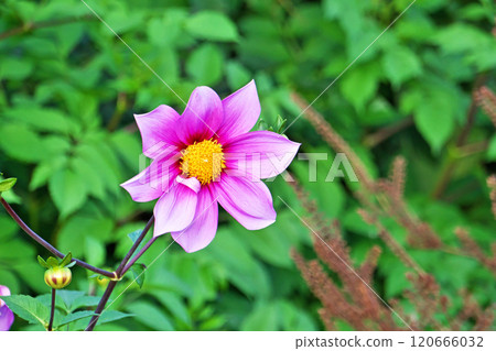 Pink Aspen dahlia flower (Autumn, November) 120666032