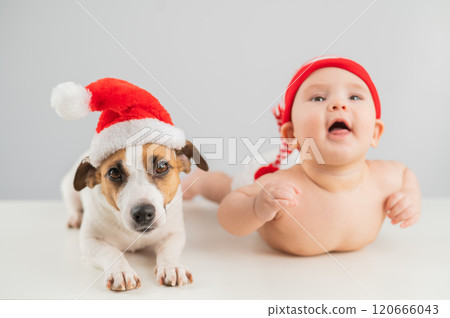 Cute little boy and Jack Russell terrier dog in santa hats on white background.  120666043