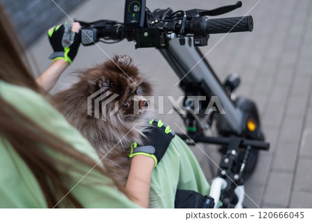 A woman in a wheelchair with a hand-control assist device carries a Spitz merle dog. Electric handbike.  120666045