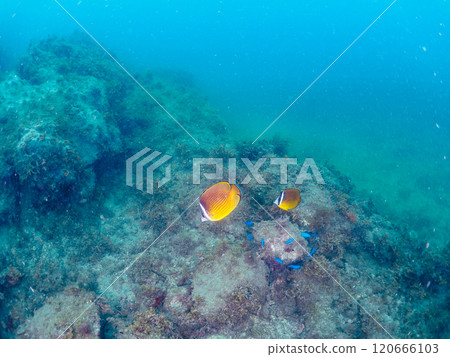 A school of beautiful butterflyfish (Chaetodontidae), blue-green damselfish (Pomacentridae) and other fish. Nakagi Hirizo Beach 120666103