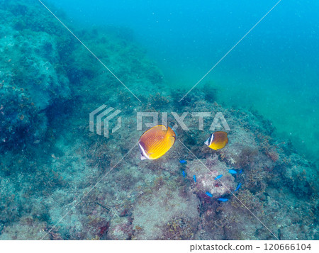 A school of beautiful butterflyfish (Chaetodontidae), blue-green damselfish (Pomacentridae) and other fish. Nakagi Hirizo Beach 120666104