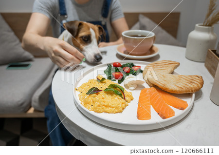 Jack Russell sits on the lap of the hostess in a cafe and looks at a plate of scrambled eggs. Woman having breakfast in a dog cafe.  120666111